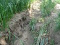 Povodňová aktivita 15.6.2019 - Erozní rýha o šířce cca 30 - 50 cm a výšce cca 30 - 40 cm (lokalita Povinné tratě)
