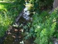 Charakter koryta Mišovického potoka