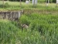 Hlásný profil kat. C Moravské Budějovice - splav u sádek (Rokytka)