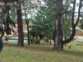 Vyvrácený strom ul. Václavská